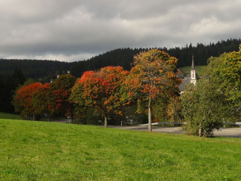 Herbstbäume