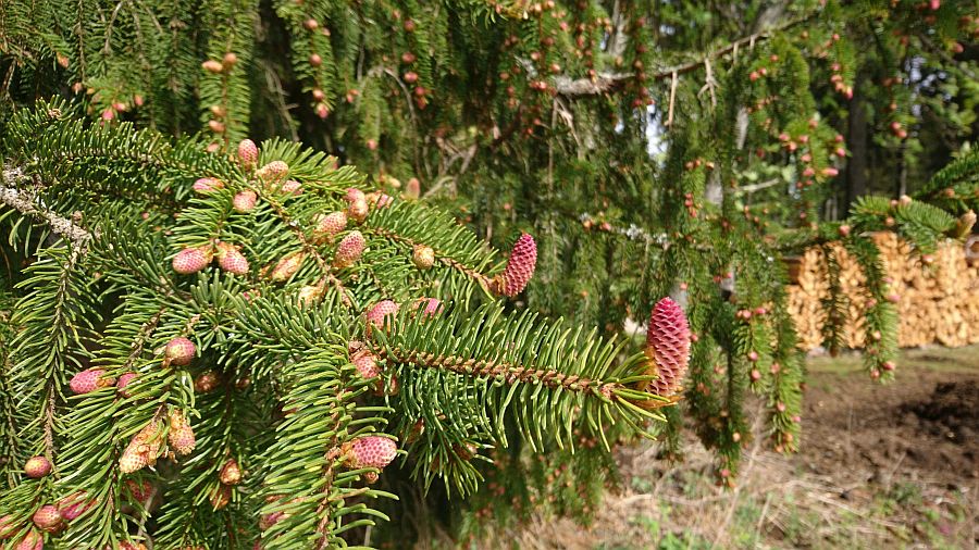 Zapfenblüte